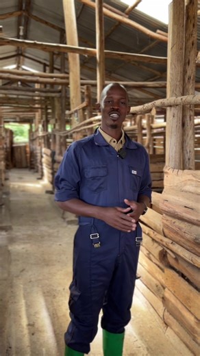 Oldest mother in the farm. #Pigfarming #Piggery #fyp #piggerybusiness