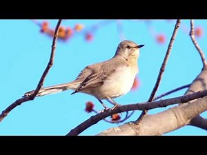 Mockingbird Magic: Epic Song Mimicry! 🐦