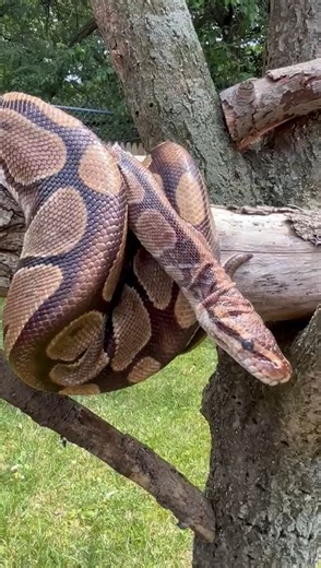 1.6K views · 63 reactions | Soak Up the Sun With Linus the Ball...