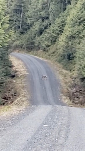 This wolf didn’t like it when I called him pet names.. too committal. He was pooping when I came up on him. #southeastalaska #wolf | Judy Guggenbickler