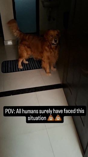When you can’t control your poop early in the morning. 😅 #goldenretriever #Dogs #pet #dogcare #pooptime #pottytrained #doglover #dogparents #petsofinstagram #dogsofinstagram | Cooper Lal