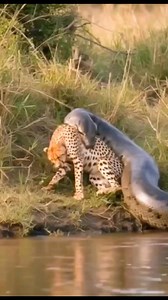 59K views · 257 reactions | What’s going on between cheetah and python #fypシviralシ2024 #viralreelsシ #wildlifeplanet #highlight #trend #fyp #animals #animals #nature #fblifestyle | Bigshow Comedies | Facebook