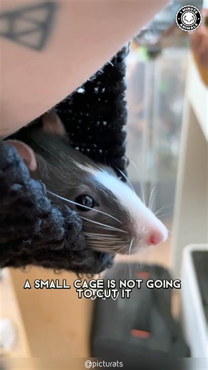 14K views · 337 reactions | Rat  Surprisingly a Great Pet? This tiny genius learns tricks, knows its name, and loves affection. It’s clean, social, and shockingly loyal. You won’t believe how smart pet rats really are! #wildlife #nature #animalfacts #animalvideos | 1 Minute Animals | Facebook