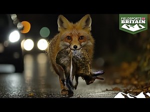 Shooting the fox that retrieves rabbits