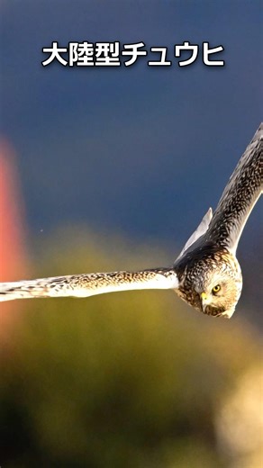 大陸型チュウヒ、とんでもなく近くまで新年の挨拶に来てくれた！ #shorts