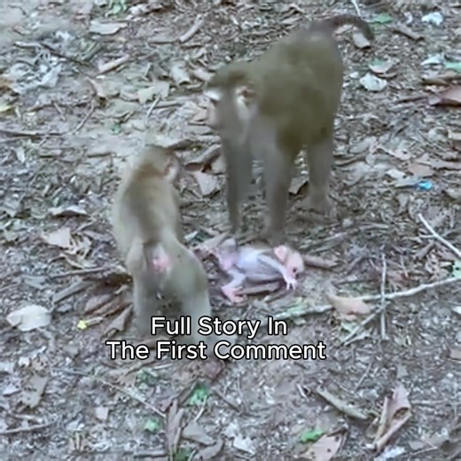 Ancient calm breaks apart as a tiny monkey’s shrieks pierce the forest. His voice carries raw fear, a cry no heart can ignore. 👉 Watch the full story in the first comment👇👇👇 #getmonki #rescuestoriesUSA #heartwarmingmonkeyclips | Cute Babies Monkey