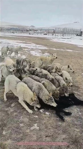 Feeding Wild Wolves With Naturally Frozen Calf | Grassland Conservation