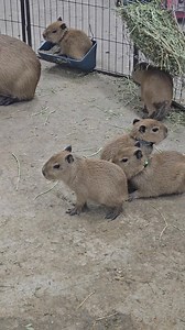 Chapple Farms on Reels