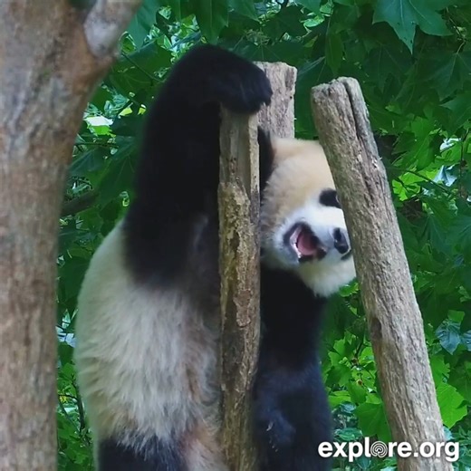 Pandas will make any spot comfortable. | explore.org