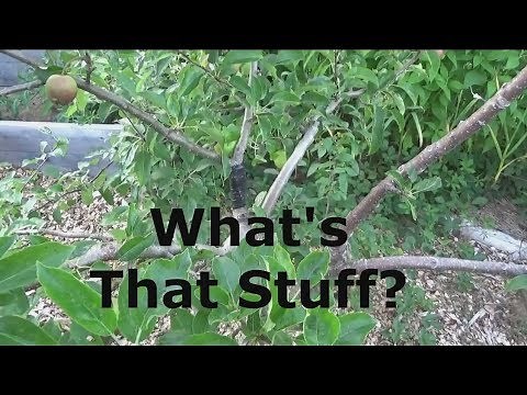 Electrical Tape For Grafts and Wounds on Trees