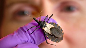 'Kissing bugs' in Arizona: What you need to know