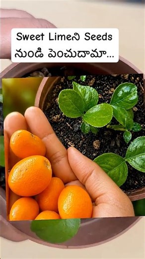 How to grow Sweet Lime from seeds#gardening #viralshorts#ytshorts