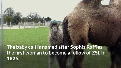 Long-legged Bactrian camel calf born at Whipsnade Zoo