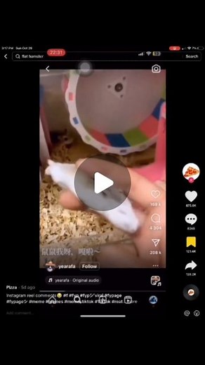 deadly_humour on Instagram: "😶.... . . . . . . . . . . . . . . . . . . . . . . . . . . . . . . #hamster #hamsterdiy #meme #funnymemes #shittymemes #lol #viralreels"