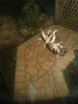 WHAT THE ! ...My dogs doing it missionary style and the girl is on top!