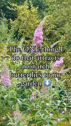 Plant Milkweed to Attract Monarchs; It's Essential for Their Eggs & Caterpillars.