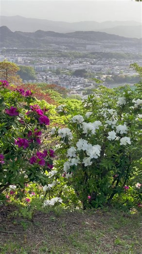 皿山公園のツツジ満開！絶景🌸