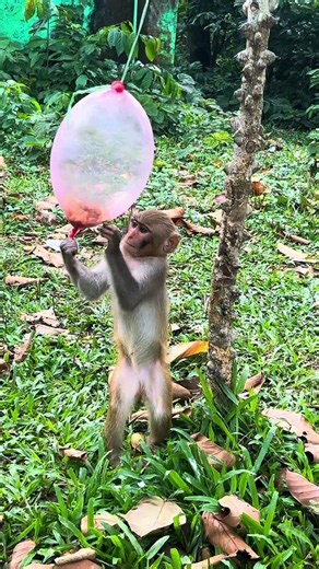 Monkey playing ballon😍 #animals