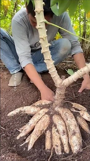 How Sabudana is Really Made – You’ll Be Surprised! #shorts #plants #farming