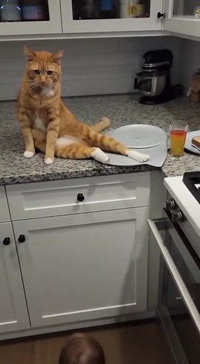 3K views |  Cat SAVES toddler from boiling water in 0.2 seconds A curious 18-month-old reaches toward a steaming pot of boiling water on the stove. In a lightning-fast heroic move, the family cat leaps onto the counter and swats the child's hand away just inches from disaster. ##herocat ##toddlersafety ##animalsbeingbros ##parentingfail ##catsoftiktok ##guardian ##kitchendanger ##protectivepet ##closeCall ##wholesome | BuzzMinds Media | Facebook