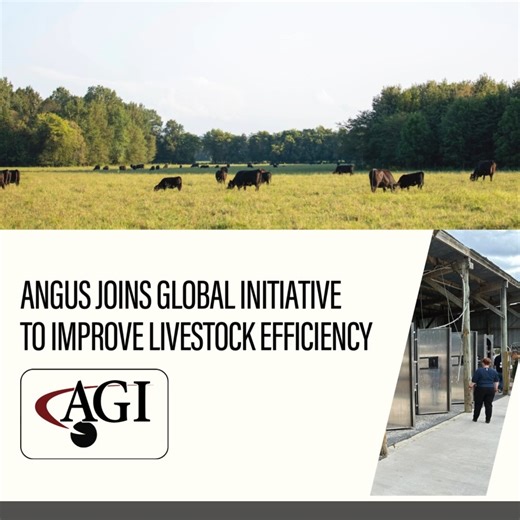 “Anytime we can equip Angus breeders with science-based tools that can help them drive meaningful genetic progress in their herds – at no cost to them – that’s a huge success.” - Kelli Retallick-Riley, AGI president Learn more about these efforts: https://bit.ly/AGI_LivestockEfficiency | American Angus Association