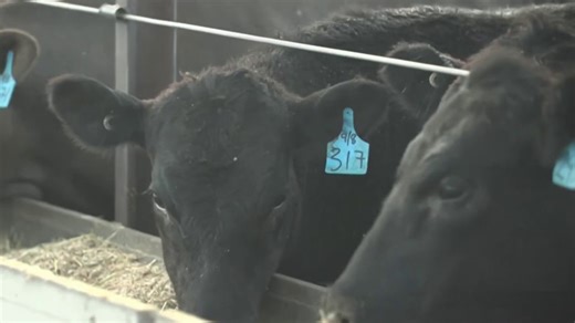 How feeding cows red seaweed can help combat climate change