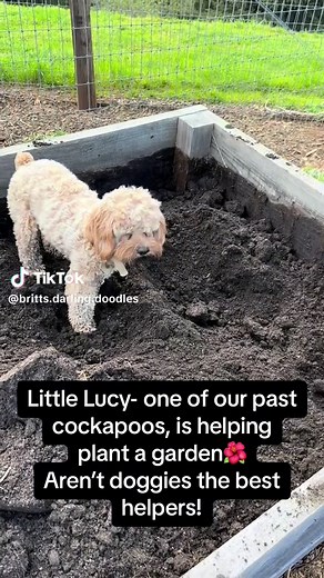 We have more cockapoo puppies to be born this weekend❤️ #fyp #cocker #spaniel #cockapoo #cavapoo #cockapoobreeder #cockapoopuppies #cutepup #f1cockapoo #familydog #cockapoogirl #cockapoo_corner #cockapooboy #gardening
