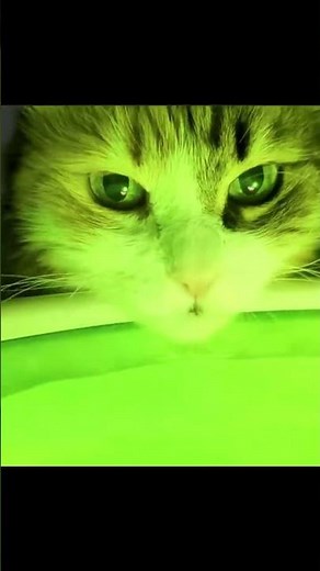 how alien cat was made #memes #meme #aliens #cat