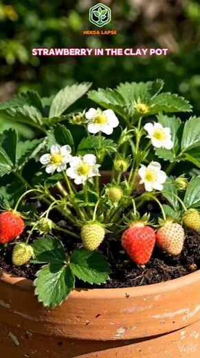 🍓 Strawberry in Clay Pot - Fragaria x ananassa #Shorts