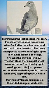 Watermelon Sugar on Reels