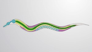 FITC-Dextran Feeding: A Method to Quantify Intestinal Permeability in C. elegans