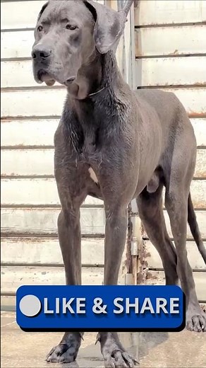 Majestic Great Dane 🐾 | The Gentle Giant with a Noble Heart 🐕‍🦺💖 #greatdane #dogs #puppy