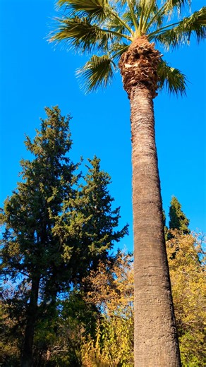 🌅 Morning Walk Vibes | Relaxing Nature & Stress Relief 🍀 #beautiful #relaxingmusic