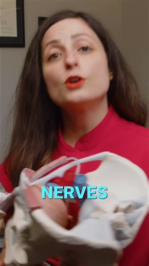 Dr. Susie Gronski, ᴘᴛ, ᴅᴘᴛ on Instagram: "Why do your testicles move up and down on their own? It all comes down to nerves and temperature control. The cremaster muscle is linked to the abdominal muscles and moves the testes closer to the body when cold-stressed or protecting, and lets them relax and hang lower when warm and comfortable. This is your body keeping sperm safe and maintaining ideal temperature without you having to think about it. Want more anatomy insights and live model demos tha