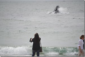 Humpback whales in our faces at Moss Landing beach