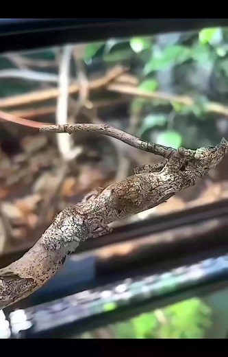 Camuflaje animal #camuflajeanimal #naturaleza #fauna #vidasilvestre #animales #diversidadbiológica #ecosistemas #fotografíadeanimales #conservación | jko