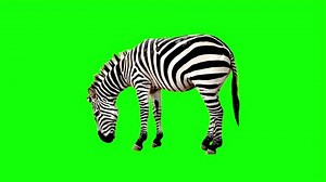 Zebra chroma key