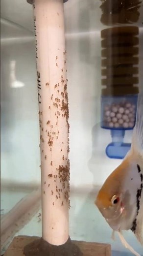 Angel Fish Breeding: The Ultimate Guide