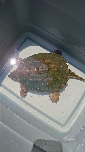 Turtle SOUP! #wildgamecooking