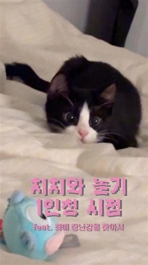 치치랑 놀기 1인칭 시점