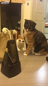 These two cats getting freaked out by a simple metronome is too much 😂😂 | LADbible New Zealand