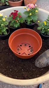 Growing flowers in the Pot 👌 #flowers #growing #pots #gardening #flowerlovers #plantingtips | Gardening & Landscape Ideas
