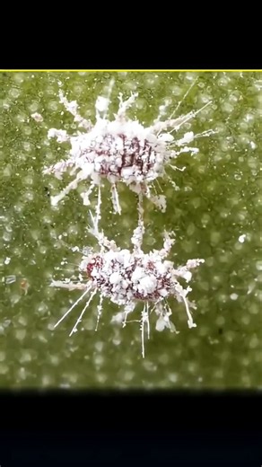 Surprising Truth About Cochineal Insect 🐝😱 #abhidox #cochineal #redcolour #dye #sciencefacts