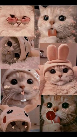 😺fondos de pantalla de gatitos😺 | gato