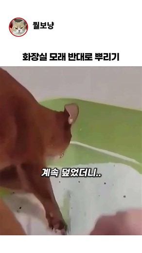 고양이 모래 반대로 뿌려봤더니...