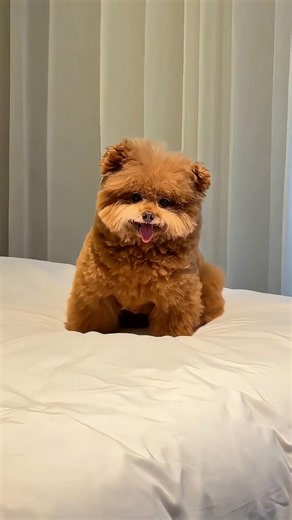 The Cutest Hide and Seek Game Ever With a Puppy 🐶💖 #dog #dogshorts
