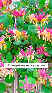 227K views · 1.9K reactions | Honeysuckle Plant | Dodo Garden | Facebook