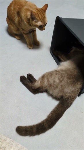 Funny Cats Fighting Compilation\r\r #FYP #ForYou #ForYouPage #Viral #ViralVideo #Trending #CatTok