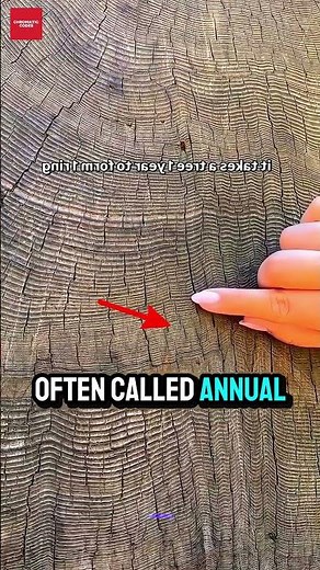 How to Tell a Tree’s Age by Its Grain.