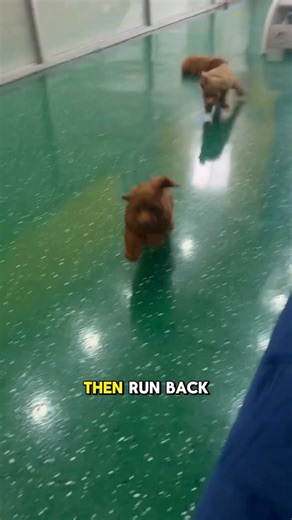 Love this video ❤️ | Cockapoo Lovers